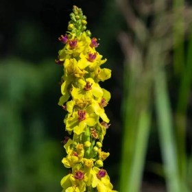 Magyar ökörfarkkóró magkeverék, Verbascum ssp., etnobotanika